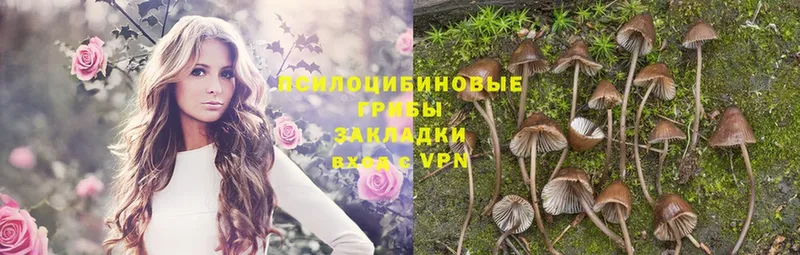 блэк спрут онион  что такое   Борисоглебск  Галлюциногенные грибы Psilocybine cubensis 